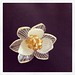 白い花のプラバンブローチ #shrinkplastic #flower #brooch #shrinkydinks #プラバン #プラ板