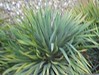 Yucca Spanish Dagger • <a style="font-size:0.8em;" href="http://www.flickr.com/photos/101656099@N05/9837744763/" target="_blank">View on Flickr</a>