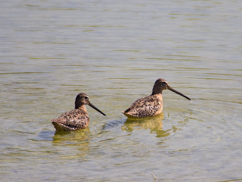 Long-billed Dowitcher • <a style="font-size:0.8em;" href="http://www.flickr.com/photos/59465790@N04/9471166699/" target="_blank">View on Flickr</a>
