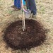 2017-03-11 Tree Planting (5)
