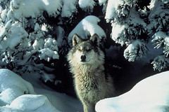 Anglų lietuvių žodynas. Žodis gray wolf reiškia pilkas vilkas lietuviškai.