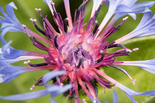 Centaurea montana • <a style="font-size:0.8em;" href="http://www.flickr.com/photos/95697696@N00/18825327938/" target="_blank">View on Flickr</a>