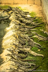 Crocodiles sunning themselves, near Manzanillo, Cuba.