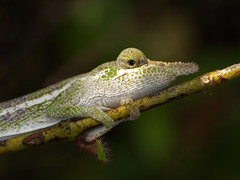 Male Nose-horned Chameleon (Calumma nasutum), Vohimana reserve, Madagascar