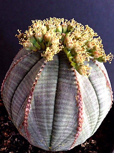 Flickriver: Most interesting photos from Cacti, Succulents and Bulb ...
