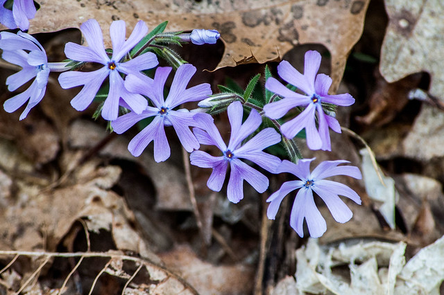 Hoosier National Forest - Pate Hollow - April 13, 2014