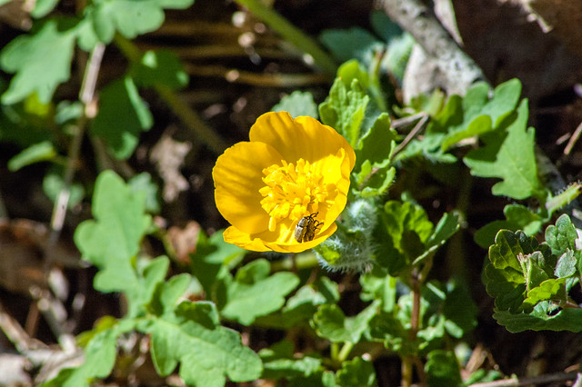 Cedar Bluffs Nature Preserve - Wood poppy - April 19, 2014
