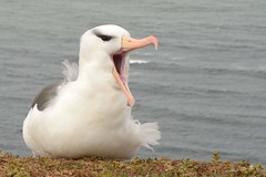 DSC_9436Wenkbrauwalbatros : Albatros a sourcils noirs : Diomedea melanophris : Schwarzbrauen-Albatros : Black-browed Albatross