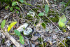 Ossos encontrados no Parque Estadual Acaraí. • <a style="font-size:0.8em;" href="http://www.flickr.com/photos/39546249@N07/9389317088/" target="_blank">View on Flickr</a>