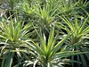 Yucca Variegated • <a style="font-size:0.8em;" href="http://www.flickr.com/photos/101656099@N05/9837745243/" target="_blank">View on Flickr</a>