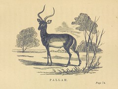 Anglų lietuvių žodynas. Žodis pallah reiškia <li>Pallah</li> lietuviškai.