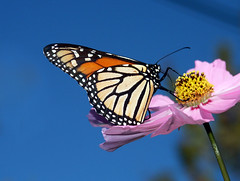 Anglų lietuvių žodynas. Žodis milkweed butterfly reiškia milkweed drugelis lietuviškai.