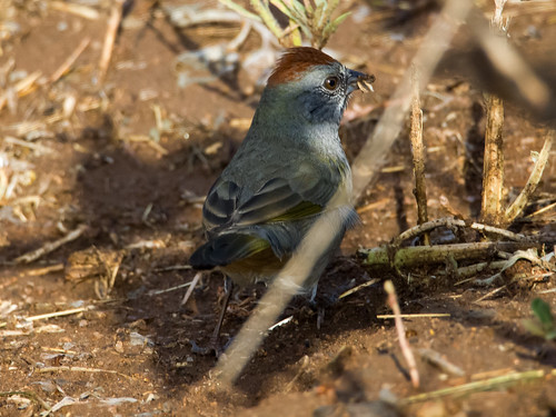 Green-tailed Towhee • <a style="font-size:0.8em;" href="http://www.flickr.com/photos/59465790@N04/9627725792/" target="_blank">View on Flickr</a>