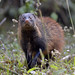Stripe-necked-Mongoose_Pandimotta_12-February-2014 • <a style="font-size:0.8em;" href="http://www.flickr.com/photos/109145777@N03/13910100701/" target="_blank">View on Flickr</a>