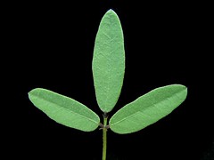 Glycine tabacina leaf2
