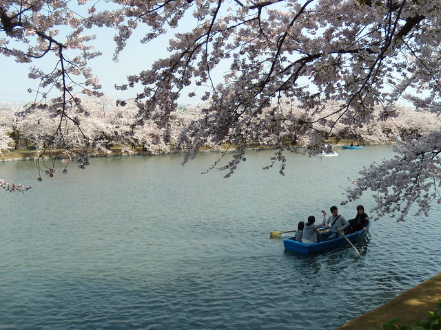 桜のトンネルを眺めながらボートに乗ることもできます。｜弘前公園