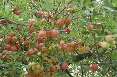 Red Delicious Apples on Tree <a style="margin-left:10px; font-size:0.8em;" href="http://www.flickr.com/photos/91915217@N00/10303108163/" target="_blank">@flickr</a>