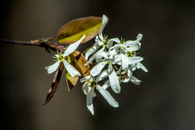 Cedar Bluffs Nature Preserve - Serviceberry - April 19, 2014