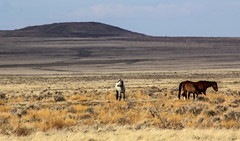 Onaqui Herd Stallion