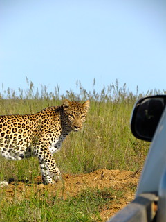 Cape Town to Kruger Photo Safari 24