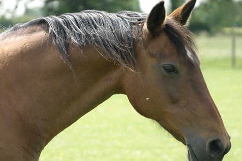 Stock Photo of a Horse, From FlickrPhotos