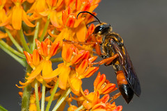 Great Golden Digger Wasp - Sphex ichneumoneus