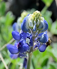 Texas Bluebonnets