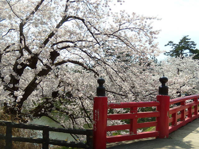 自然ものなので、毎年こんなきれいな桜に会えるわけではありま。｜弘前公園