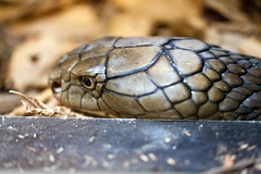 King Cobra Head • <a style="font-size:0.8em;" href="http://www.flickr.com/photos/30765416@N06/10548144205/" target="_blank">View on Flickr</a>