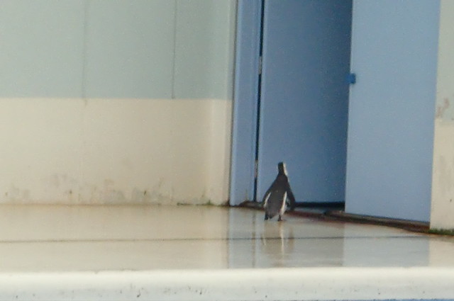 今度はペンギンさんたち。｜横浜・八景島シーパラダイス