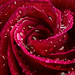 Dewy Red Rose Macro • <a style="font-size:0.8em;" href="http://www.flickr.com/photos/124671209@N02/33556338475/" target="_blank">View on Flickr</a>