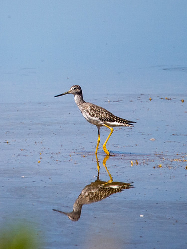 Greater Yellowlegs • <a style="font-size:0.8em;" href="http://www.flickr.com/photos/59465790@N04/9593380561/" target="_blank">View on Flickr</a>
