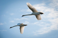 Flying mute swan's