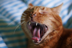 Anglų lietuvių žodynas. Žodis yawning reiškia žiovulys lietuviškai.