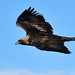 Golden Eagle Soaring on Seedskadee NWR