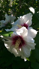 Anglų lietuvių žodynas. Žodis hibiscus syriacus reiškia <li>hibiscus syriacus</li> lietuviškai.