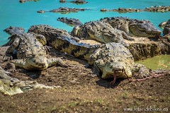 The crocodiles line up for lunch.