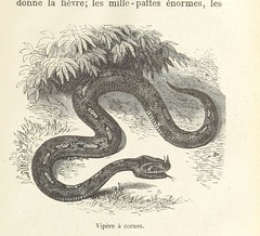 Anglų lietuvių žodynas. Žodis congo snake reiškia kongo gyvatė lietuviškai.