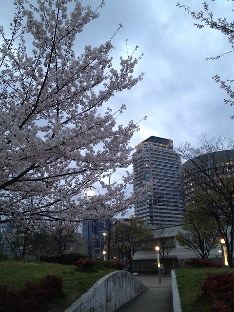 扇町公園の桜も咲き始めましたね