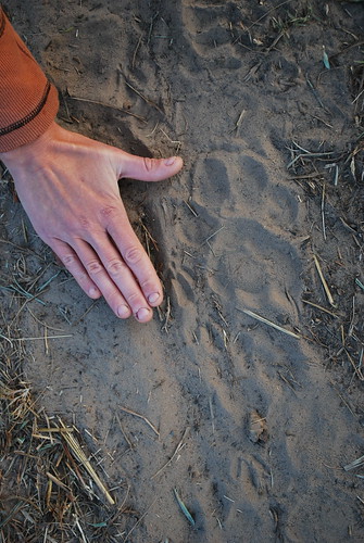 Lion Footprint • <a style="font-size:0.8em;" href="http://www.flickr.com/photos/106477439@N08/10444455394/" target="_blank">View on Flickr</a>