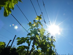 Sun / Vines
