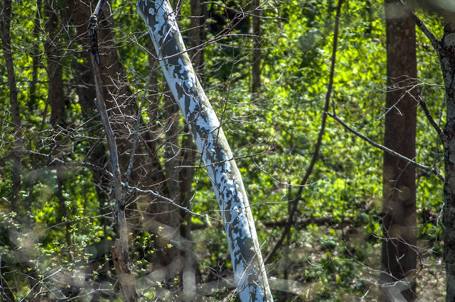 Cedar Bluffs Nature Preserve - April 19, 2014