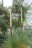 Xanthorrhoea australis - Botanischer Garten Berlin • <a style="font-size:0.8em;" href="http://www.flickr.com/photos/25397586@N00/19579875930/" target="_blank">View on Flickr</a>
