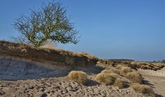 Dwingelderveld