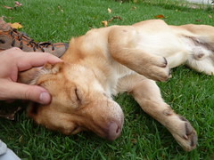 Villa de las Rosas stray puppy