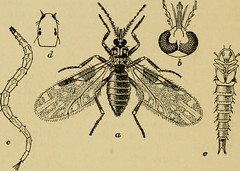Anglų lietuvių žodynas. Žodis genus ceratopogon reiškia genties ceratopogon lietuviškai.