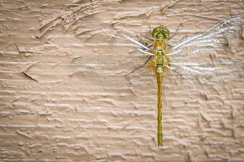 Dragonfly!  We love these guys! • <a style="font-size:0.8em;" href="http://www.flickr.com/photos/96277117@N00/14598518963/" target="_blank">View on Flickr</a>
