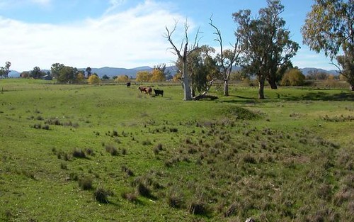 Borah Creek Road, Quirindi NSW
