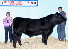 Junior Bull Division Champion 2011 IL State Fair • <a style="font-size:0.8em;" href="http://www.flickr.com/photos/25423792@N05/14437356132/" target="_blank">View on Flickr</a>
