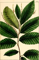 Anglų lietuvių žodynas. Žodis serrate leaf reiškia serrate lapų lietuviškai.